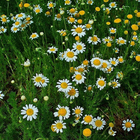 Roman Chamomile