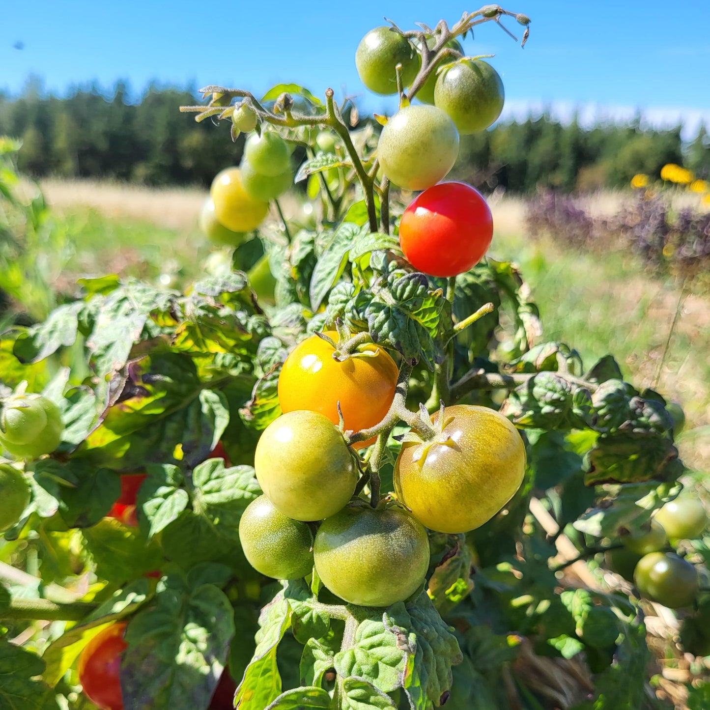 Acadian Cherry Tomato