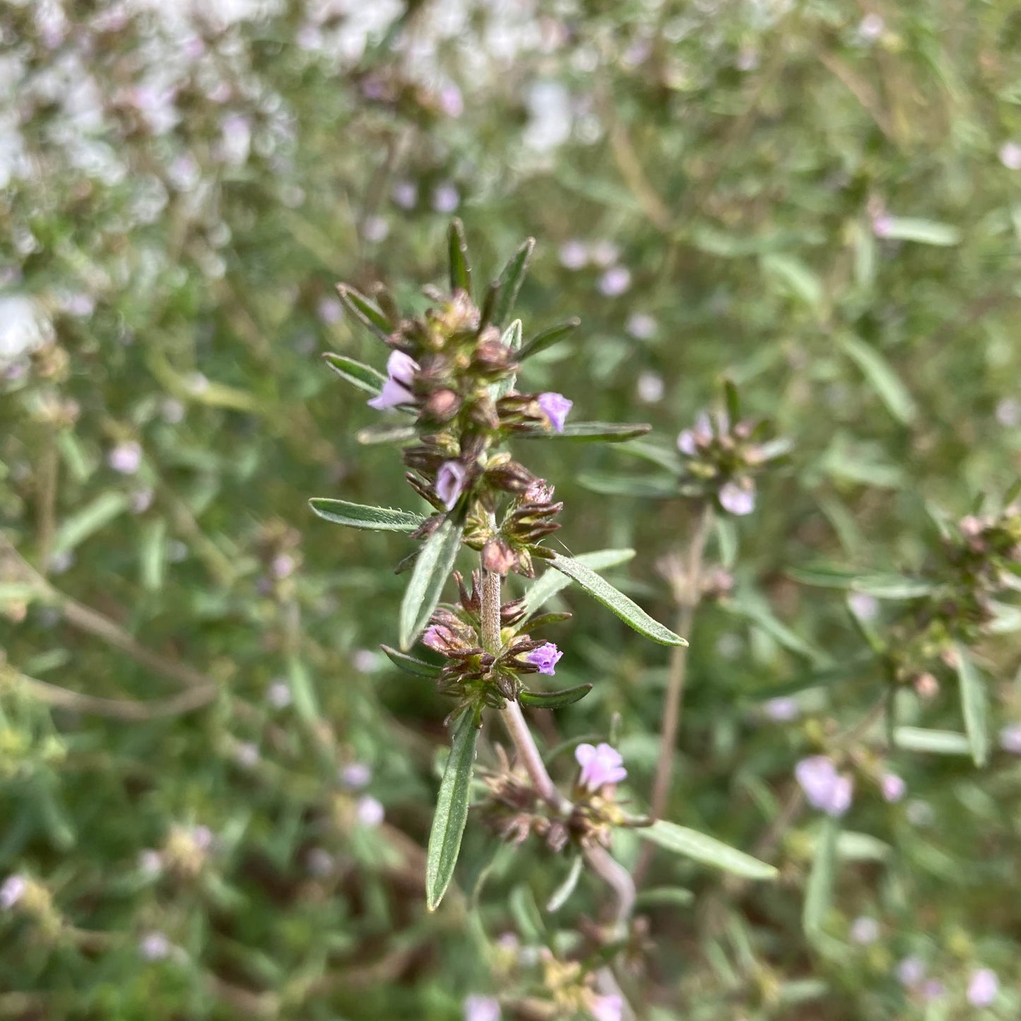 Ancient Acadian Summer Savory