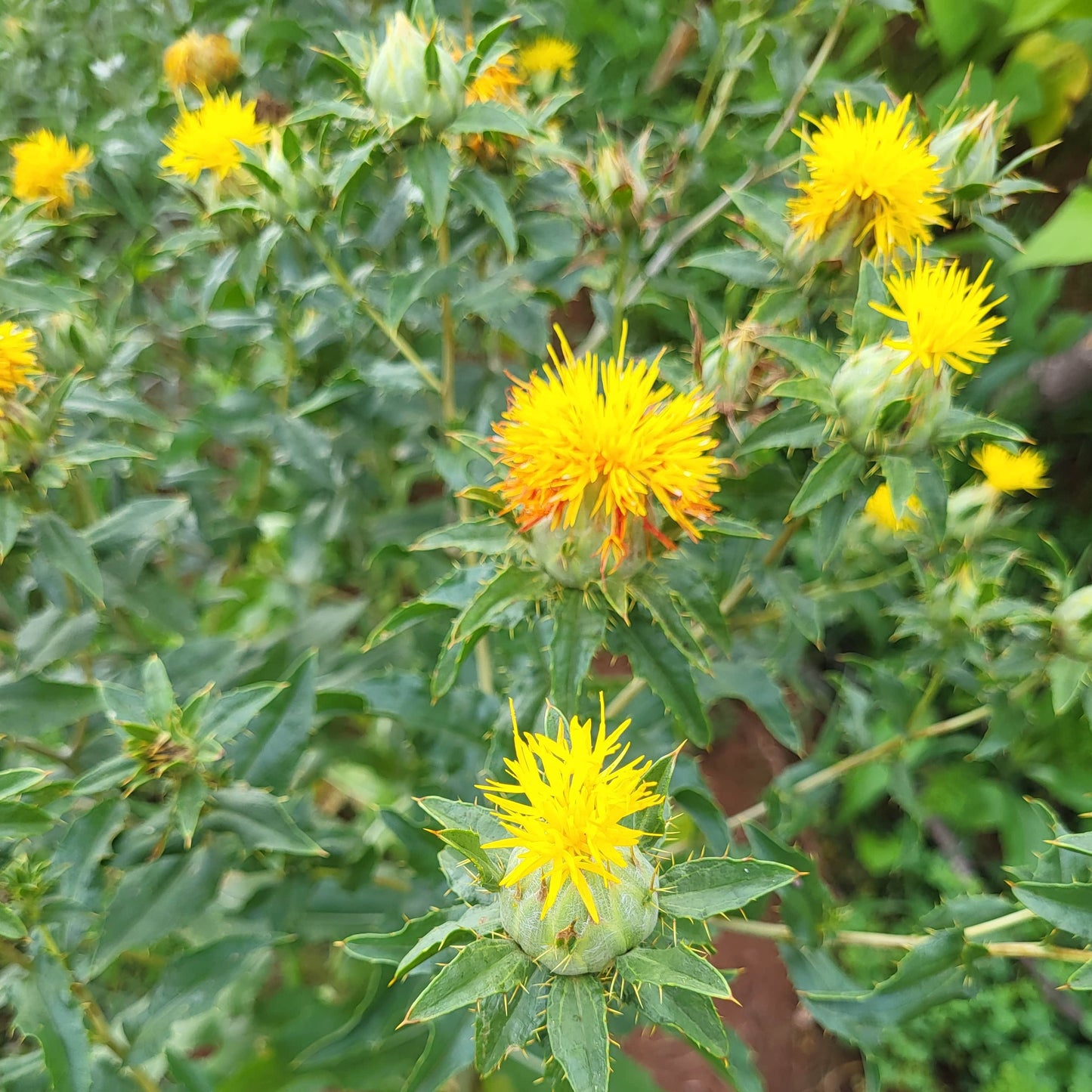 Angel's Wing Safflower