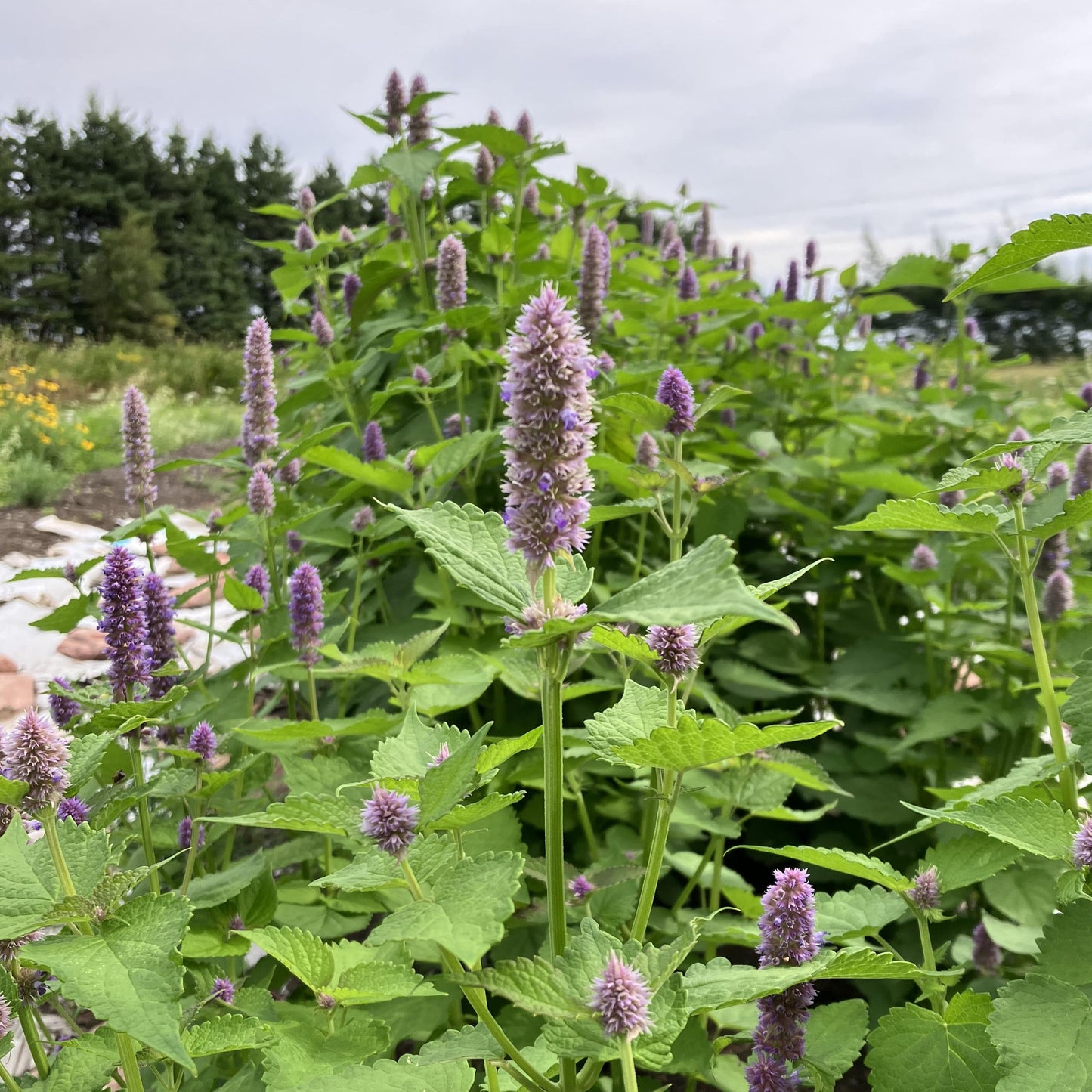 Anise Hyssop