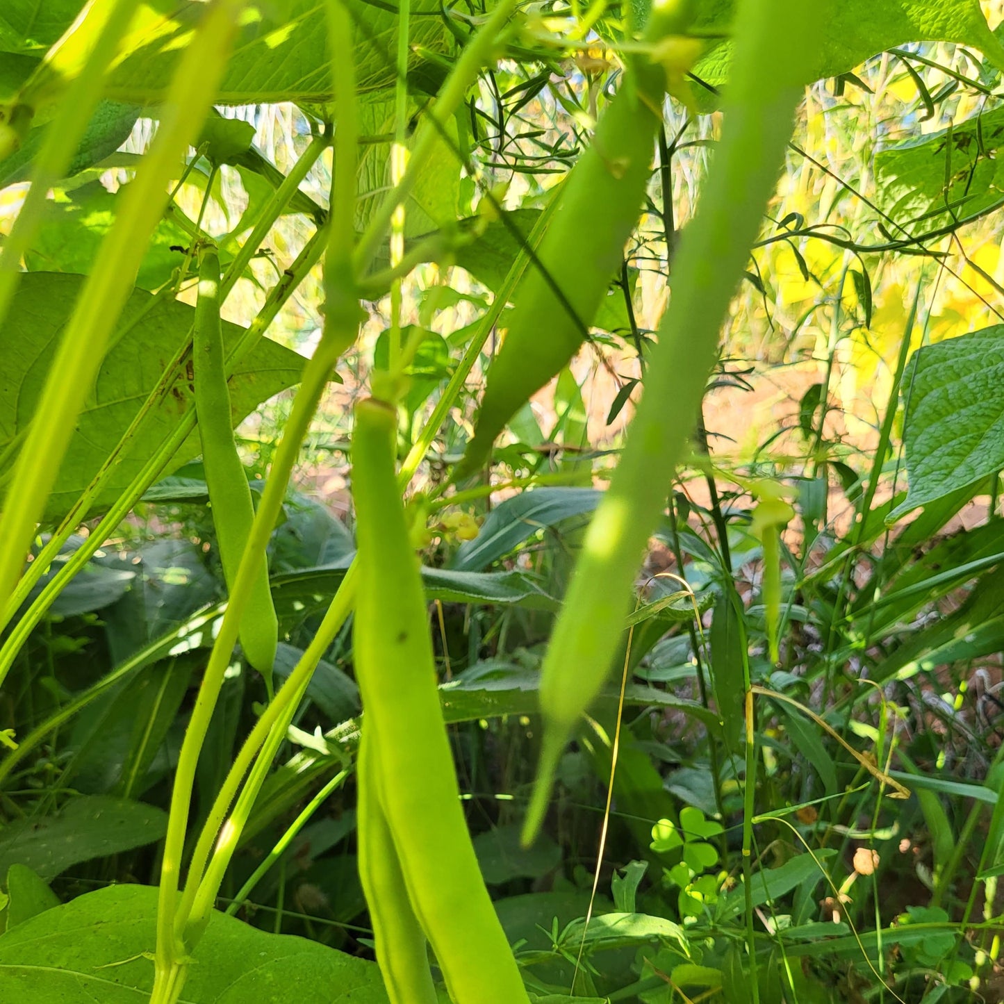 Black Canterbury Dwarf Bush Bean