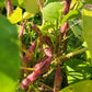 Blue Bloom Bush Bean Seeds