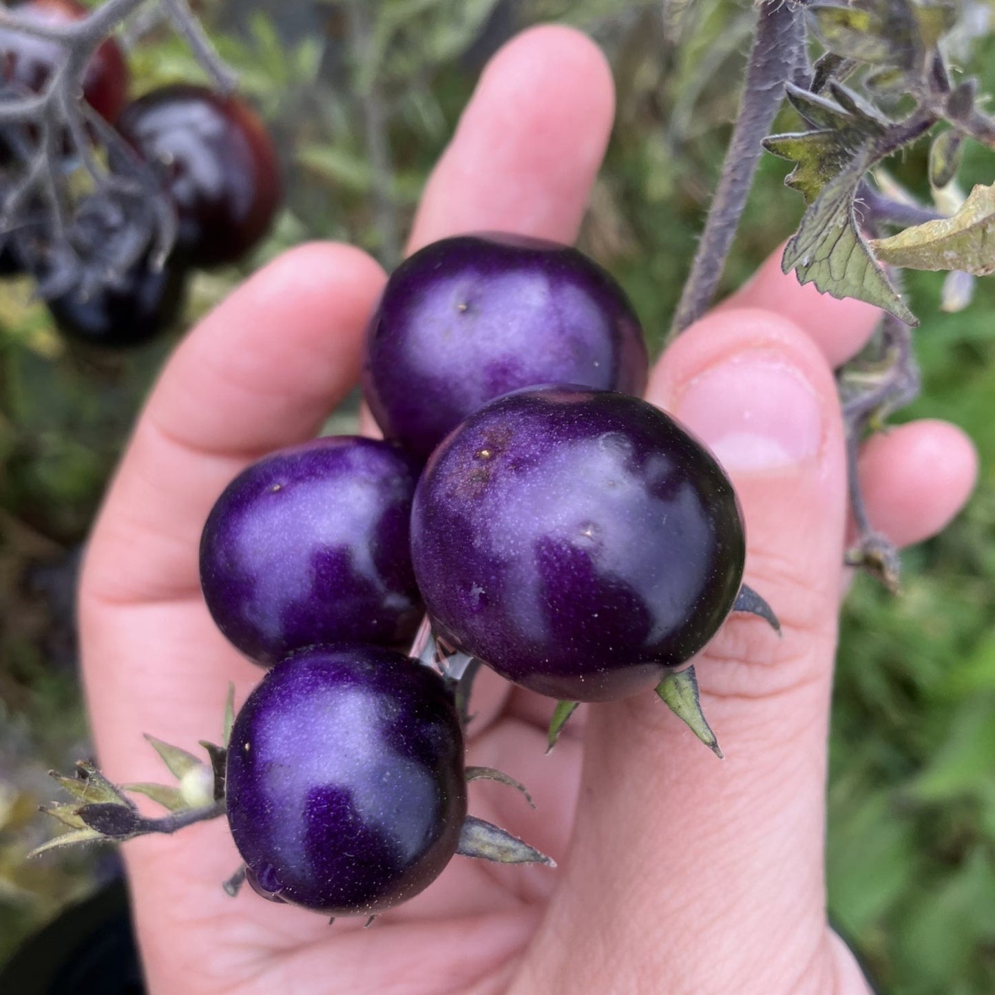 Blueberry Cherry Tomato