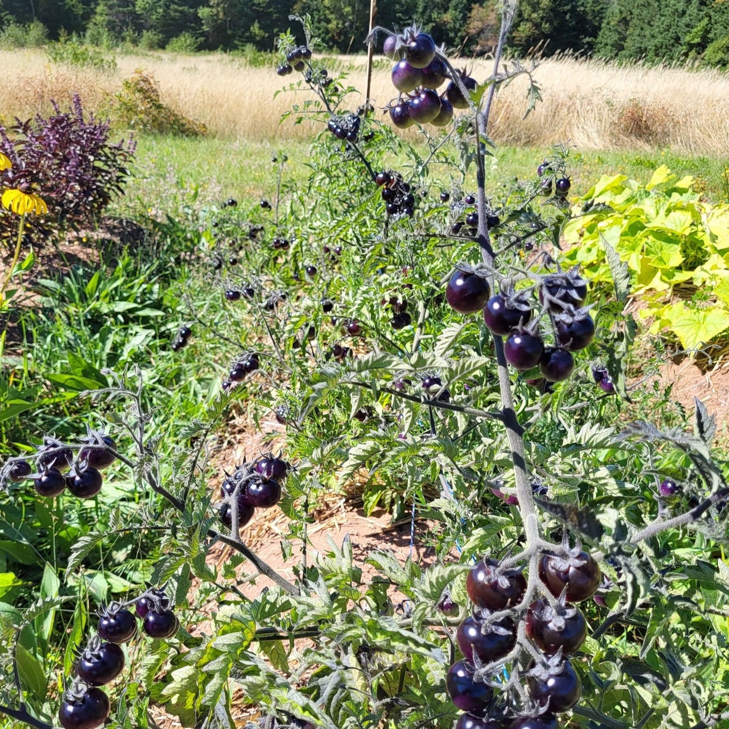 Blueberry Cherry Tomato