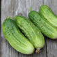 Bush Pickle Cucumber