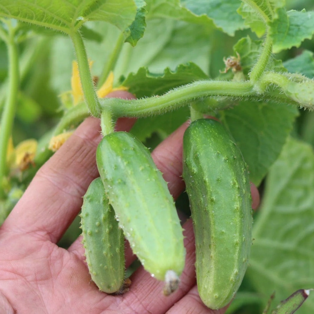 Bush Pickle Cucumber