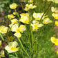 California Dwarf Poppy