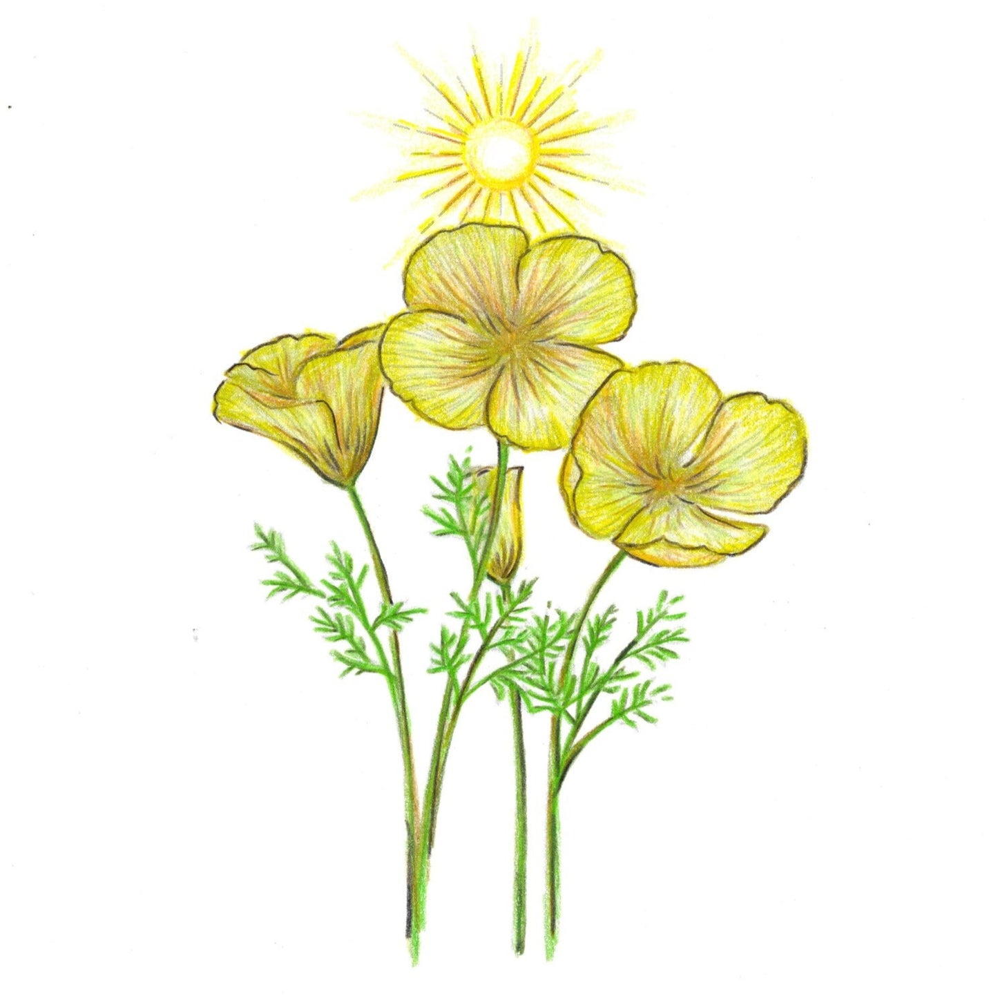 California Dwarf Poppy