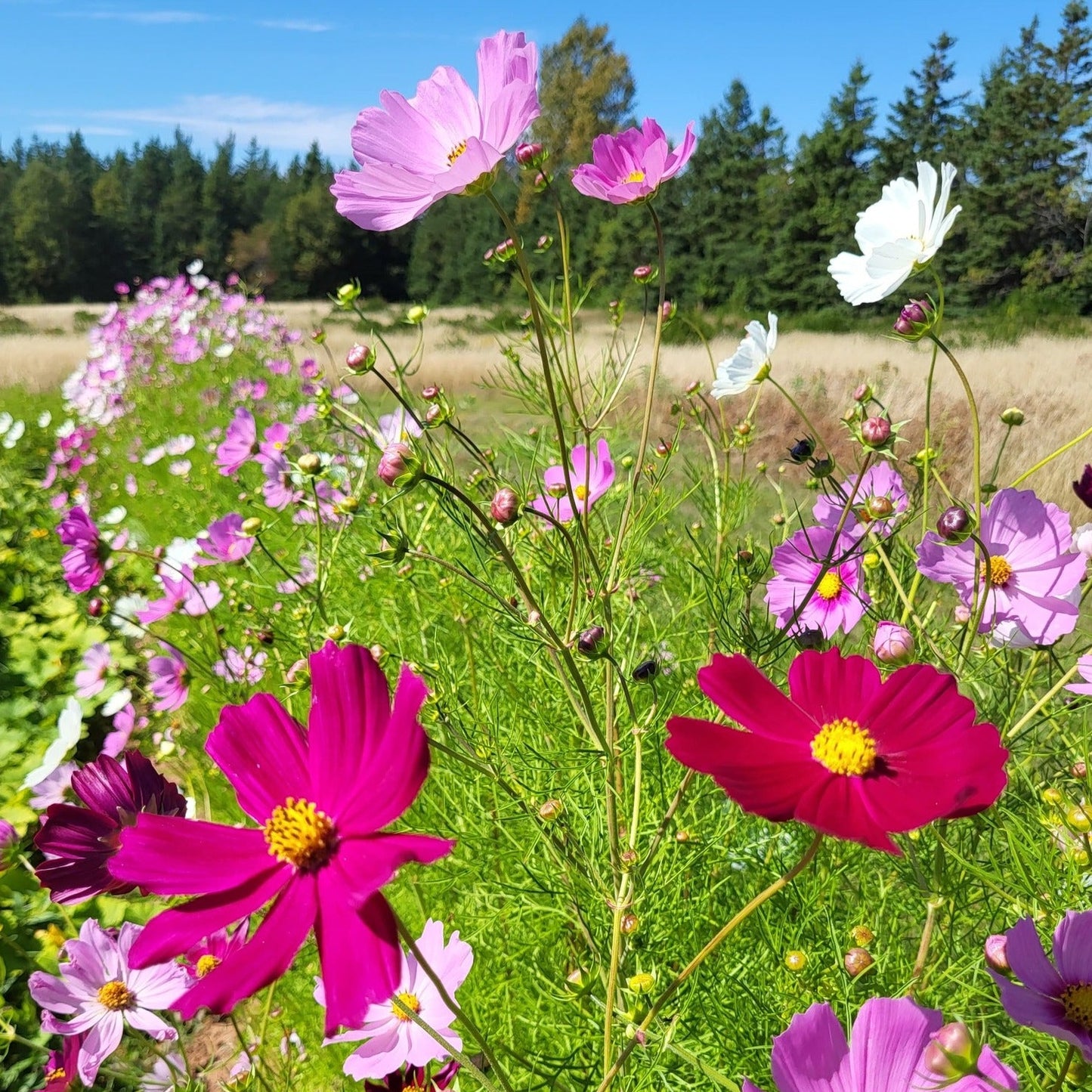 Mixed Cosmos