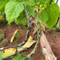 Emilia's Italian Pole Bean Seeds