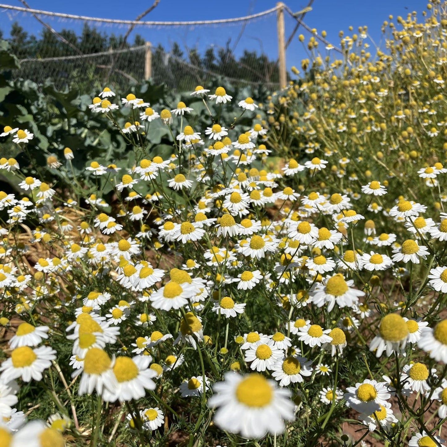 German Chamomile