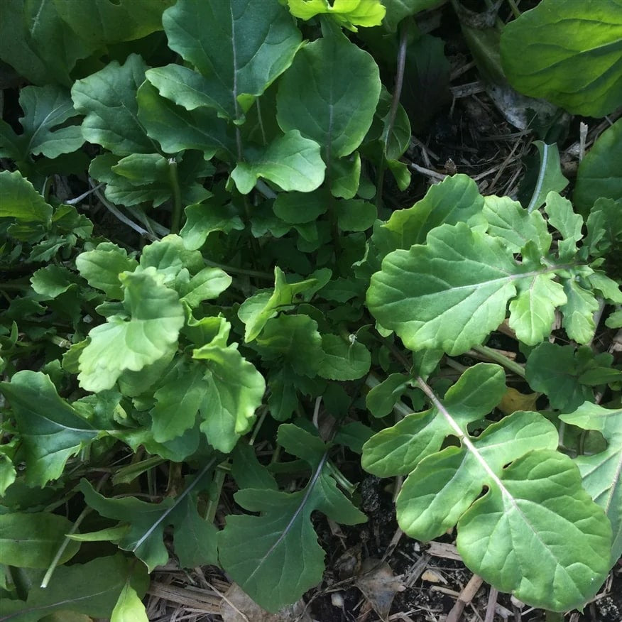 Ice Bred Arugula Seeds