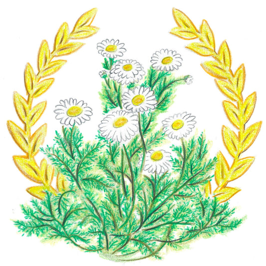 Roman Chamomile