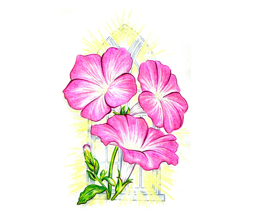 Rose of Heaven Petunia