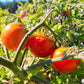 Scotia Tomato Seeds