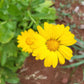 Sunlight Calendula