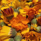Sunlight Calendula