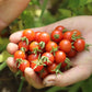 Chiapas Wild Cherry Tomato